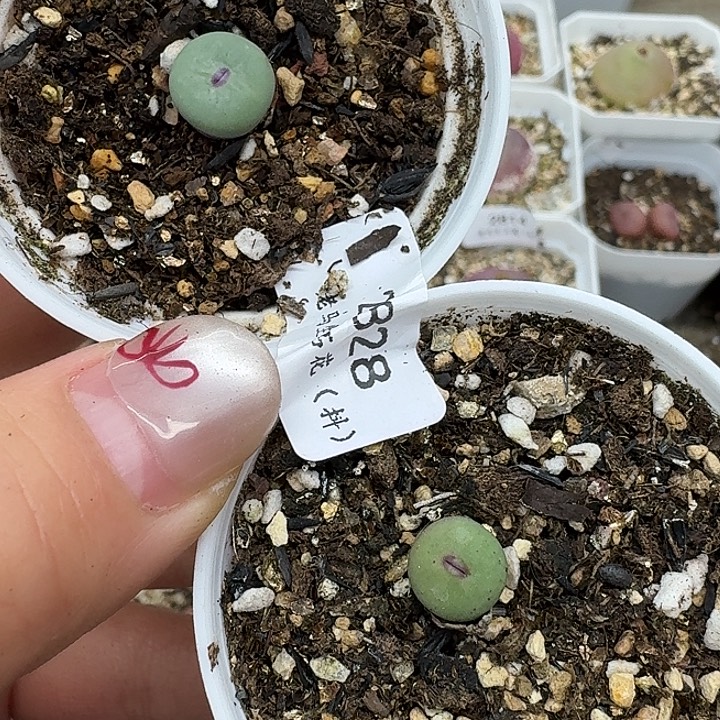 老马生石花小红嘴2828