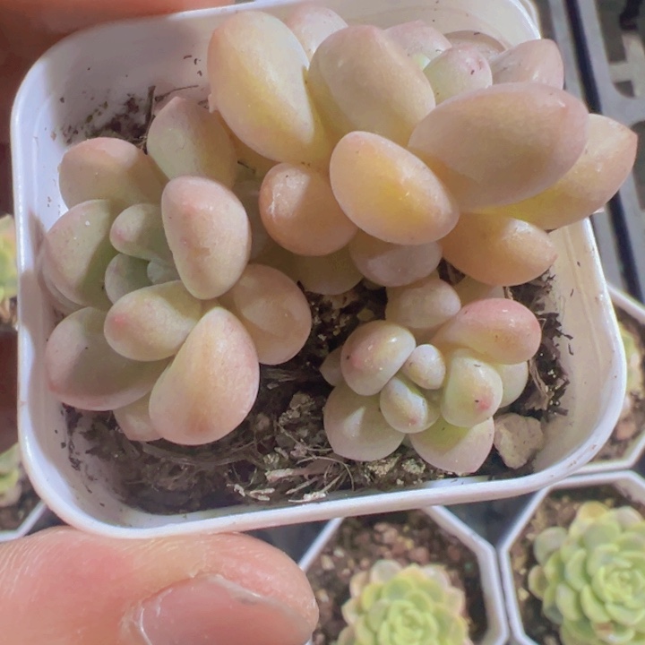 泡泡糖精品多肉植物