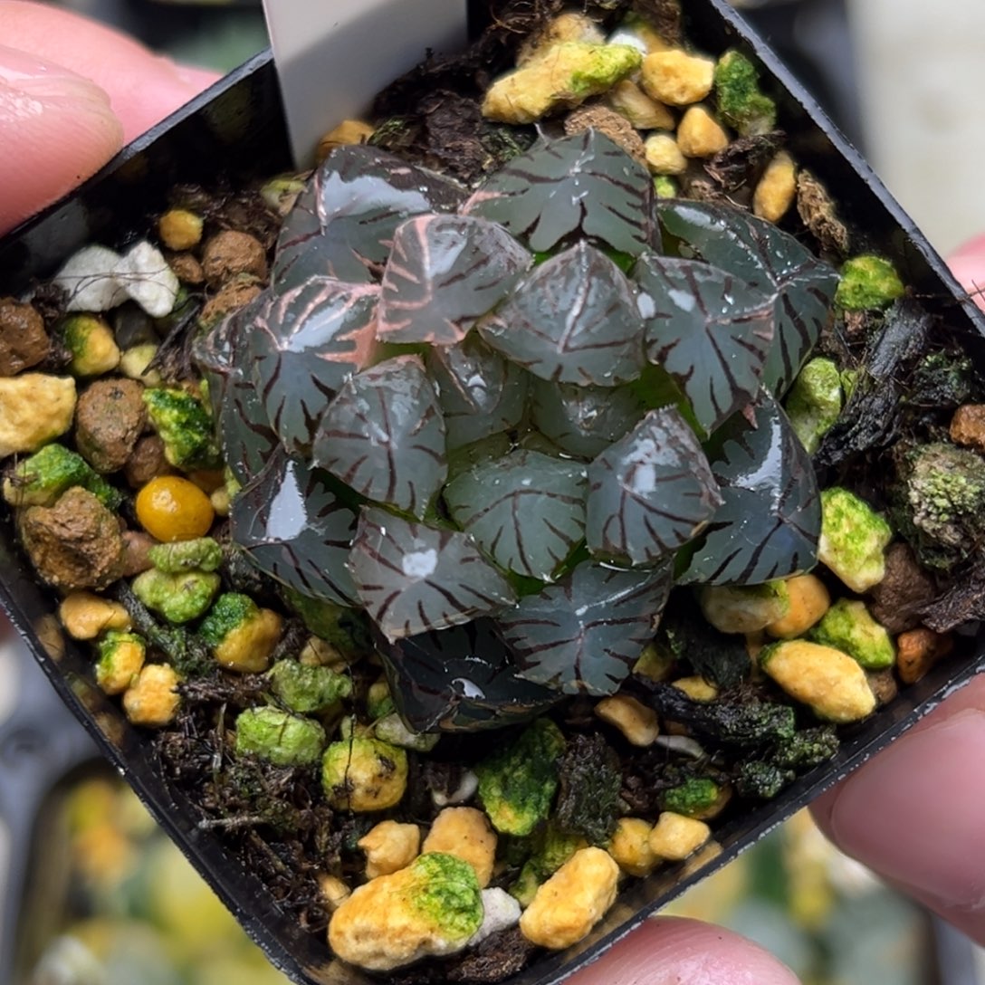 125龙爪玉露锦。。。