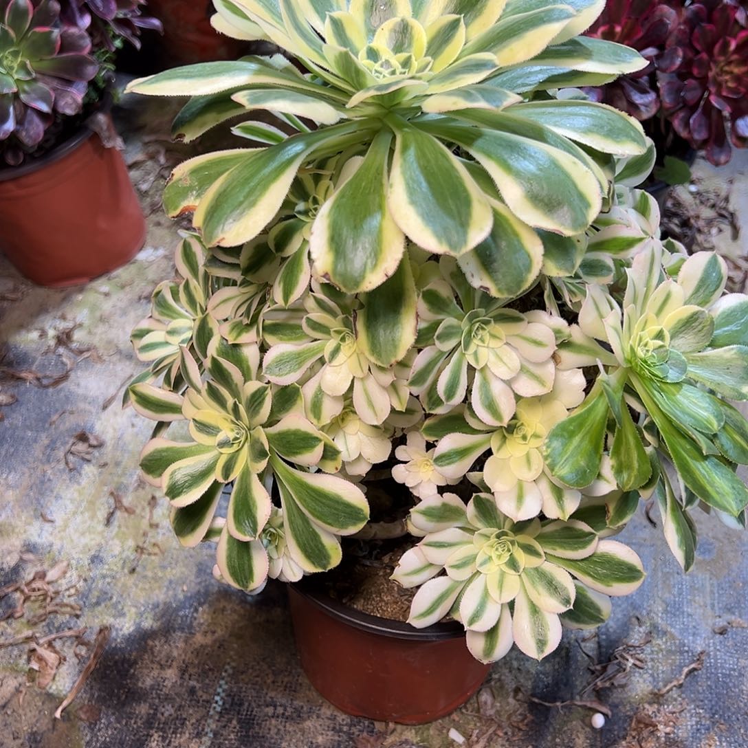 151多肉多肉多肉多肉多肉多肉