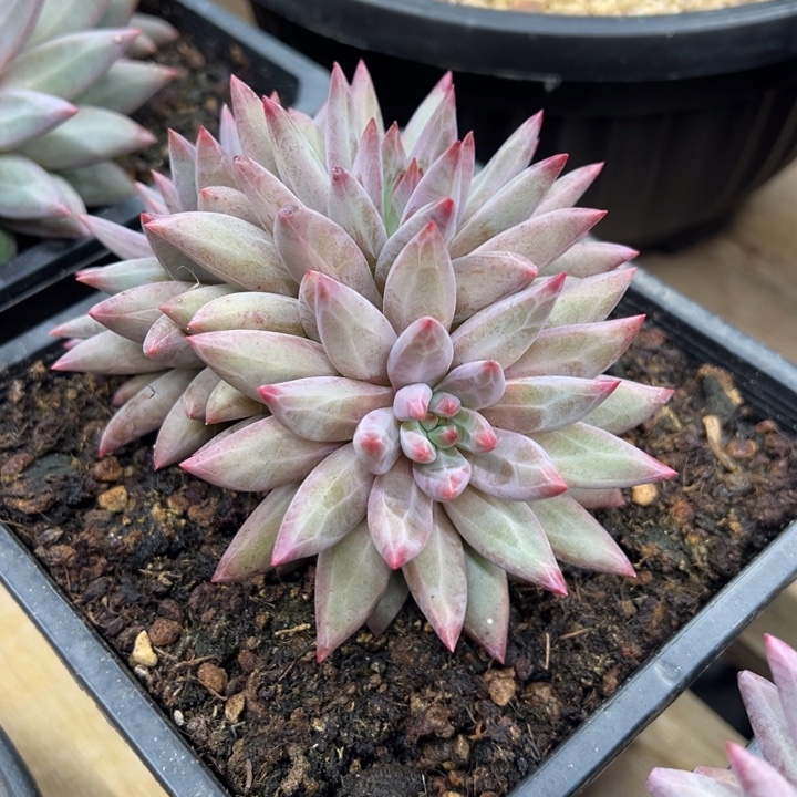 虞美人 羽毛纹 阿松多肉