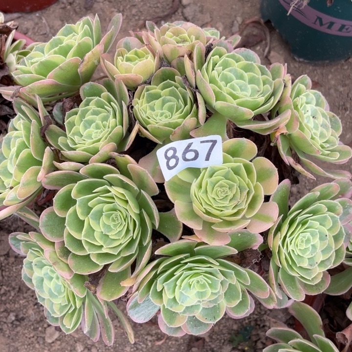无花朵867多肉植物奶白