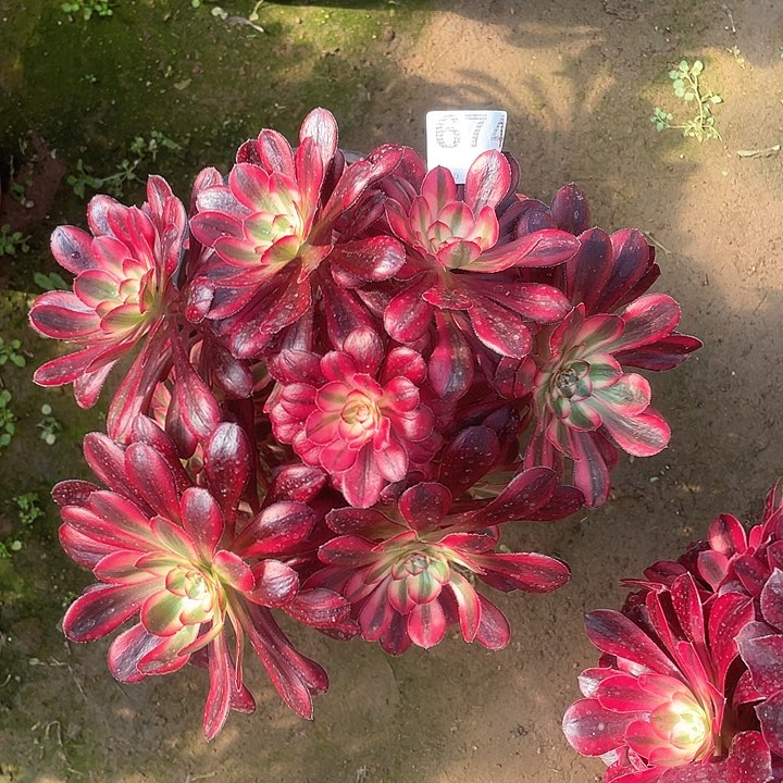 674 多肉法师多肉法师