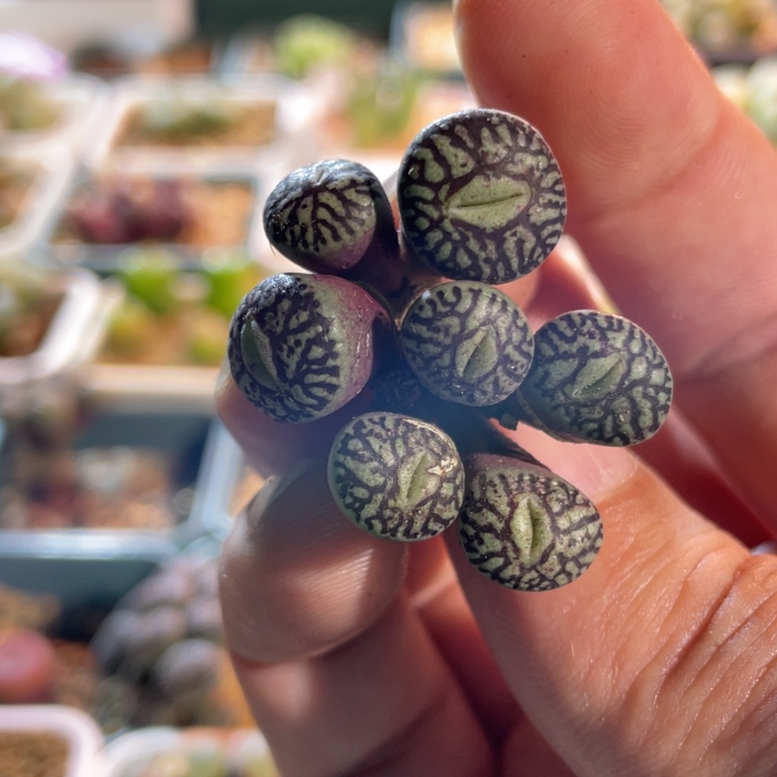 粗纹714大嘴墨植物一物一拍