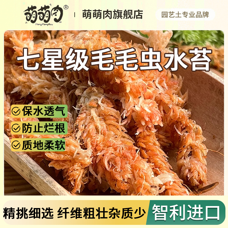 智利进口毛毛虫水苔蝴蝶兰兰花专用土干苔藓植料乌龟冬眠垫材养花