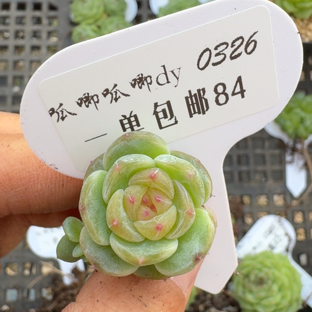 0326-084-汉白玉单头