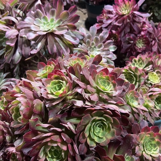 慧*多肉植物麻将法师