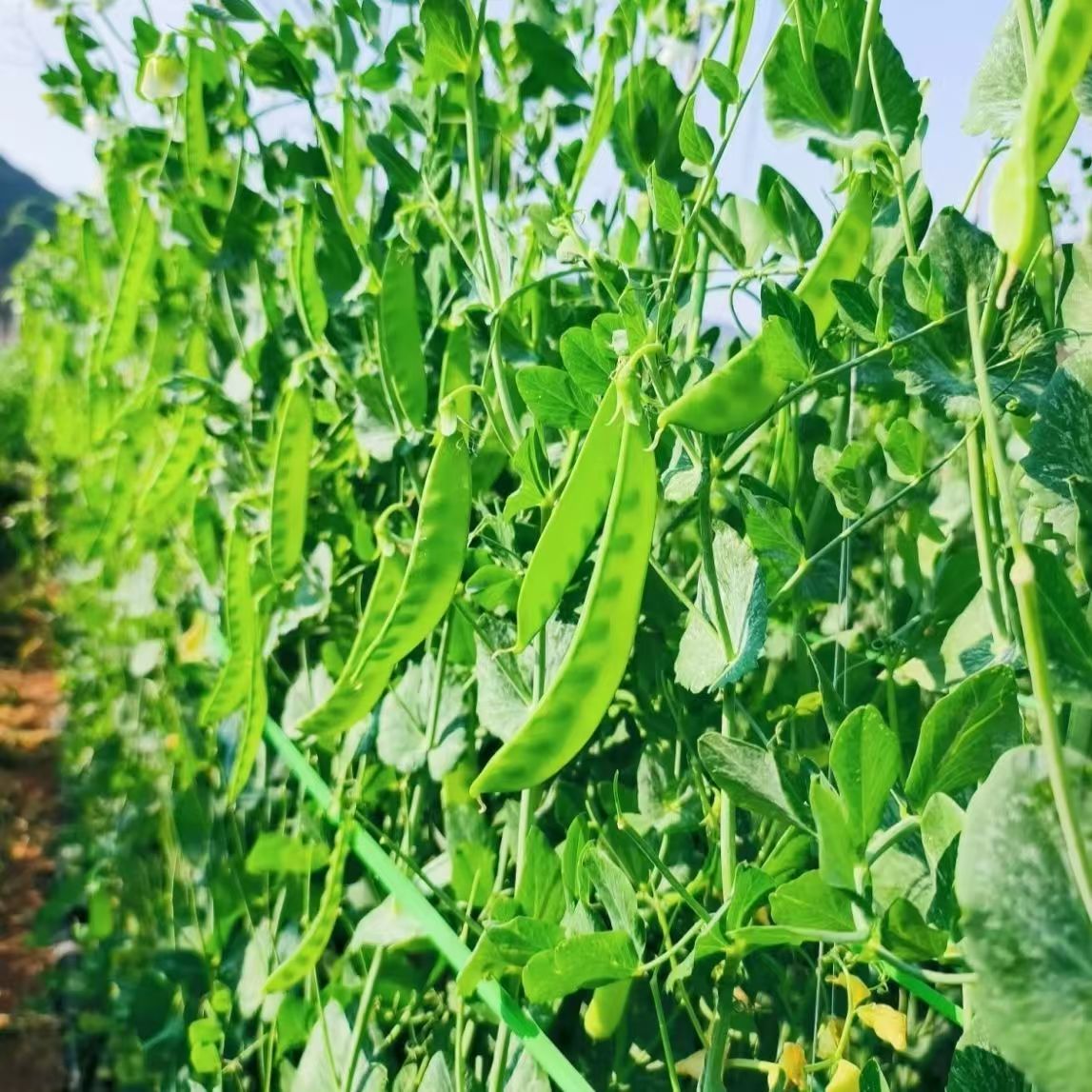 云南玉溪新鲜甜脆荷兰豆现摘现发农家自种新鲜蔬菜