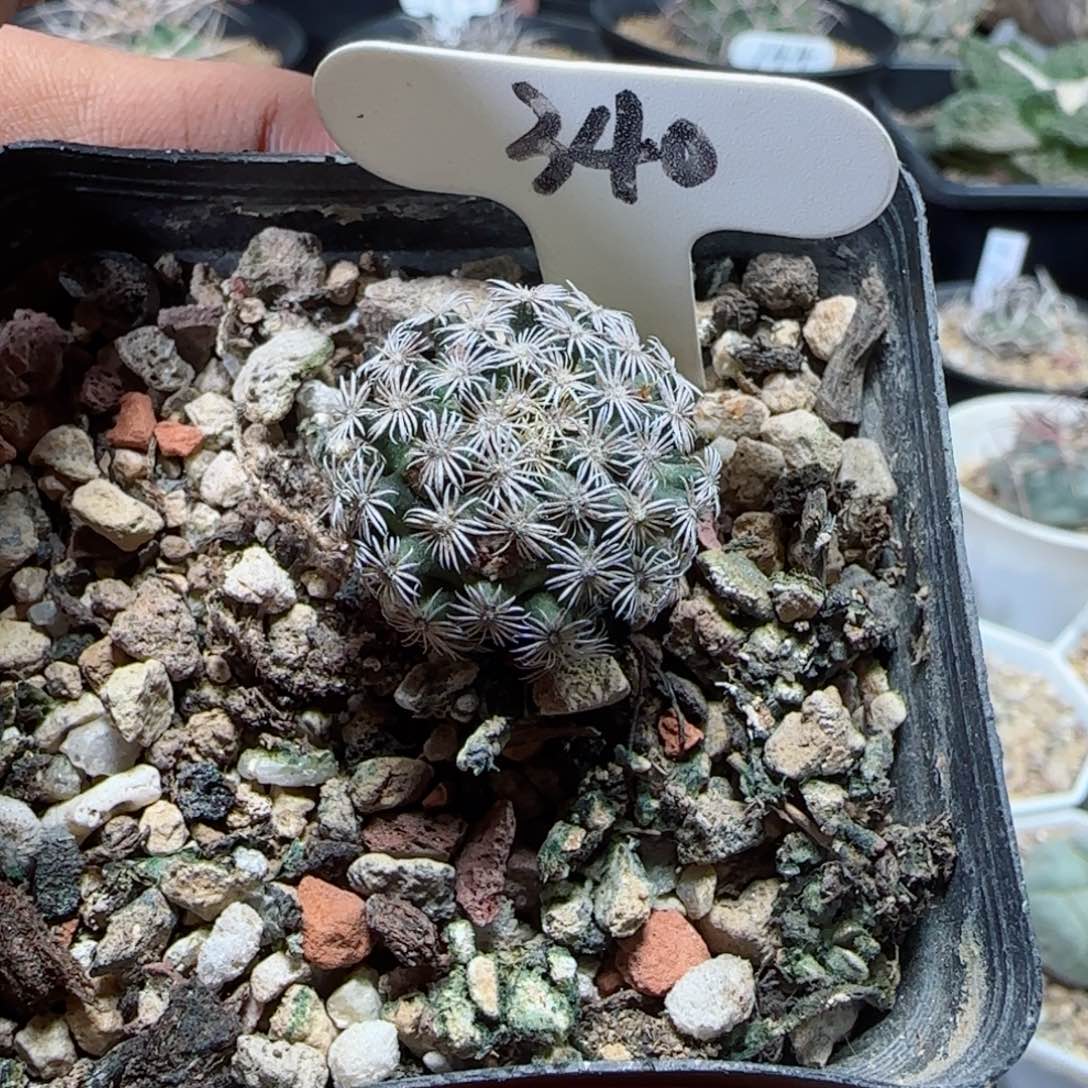 340实生克式丸。多肉