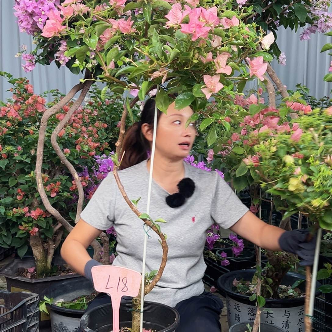 ****丁大部分花苞少量开放L18卡亚塔