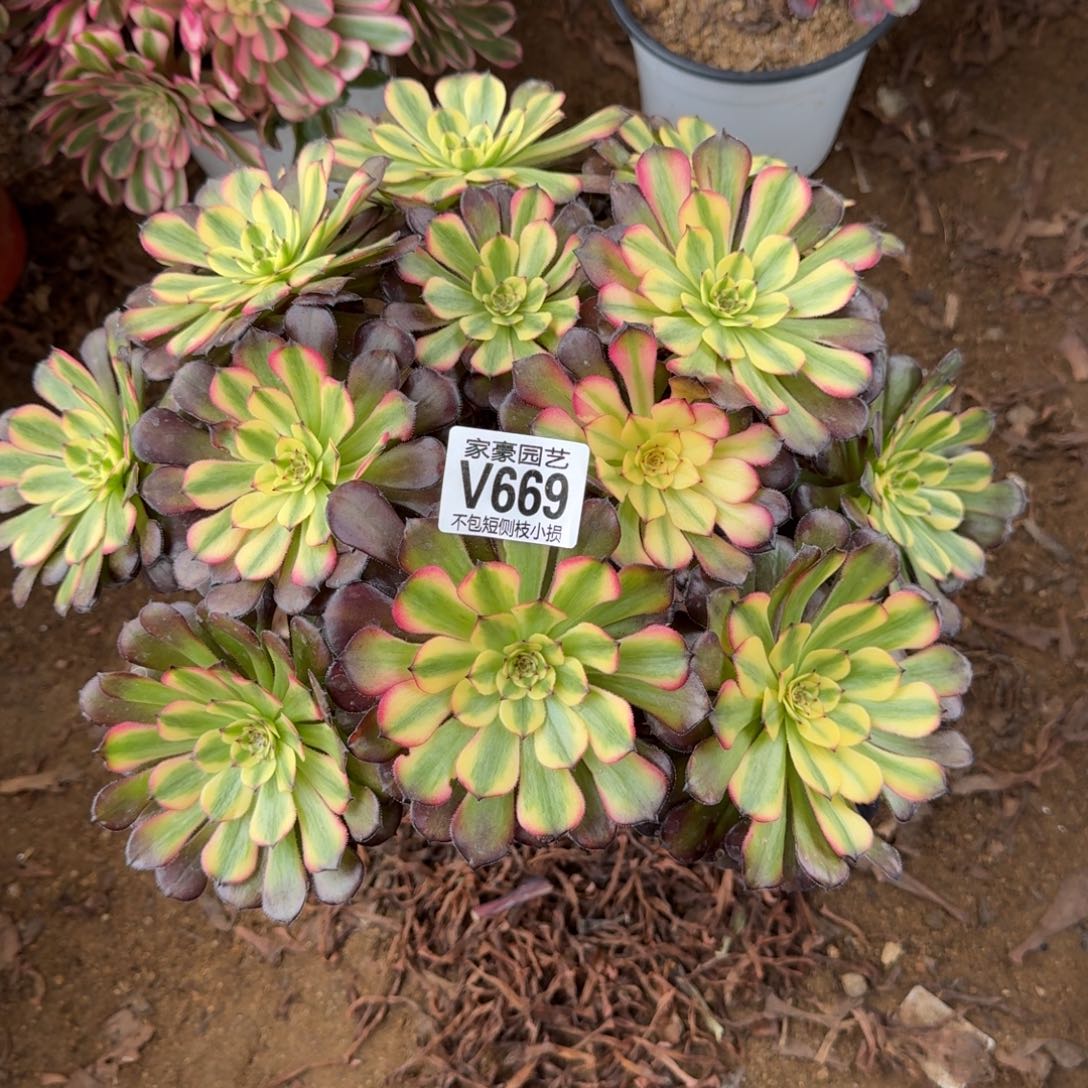 669美亚官服30左右2