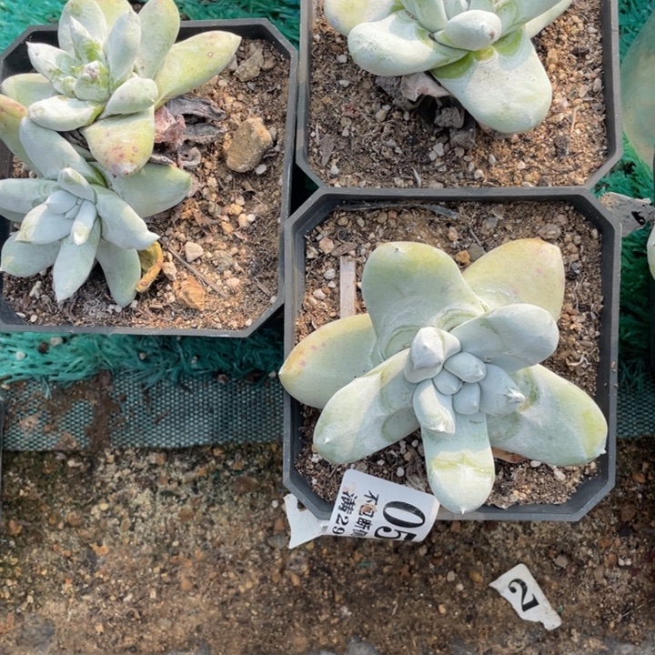 584号拇指3颗多肉植物