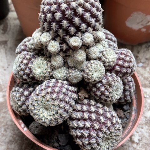 勾宝仙人球20米仙人球