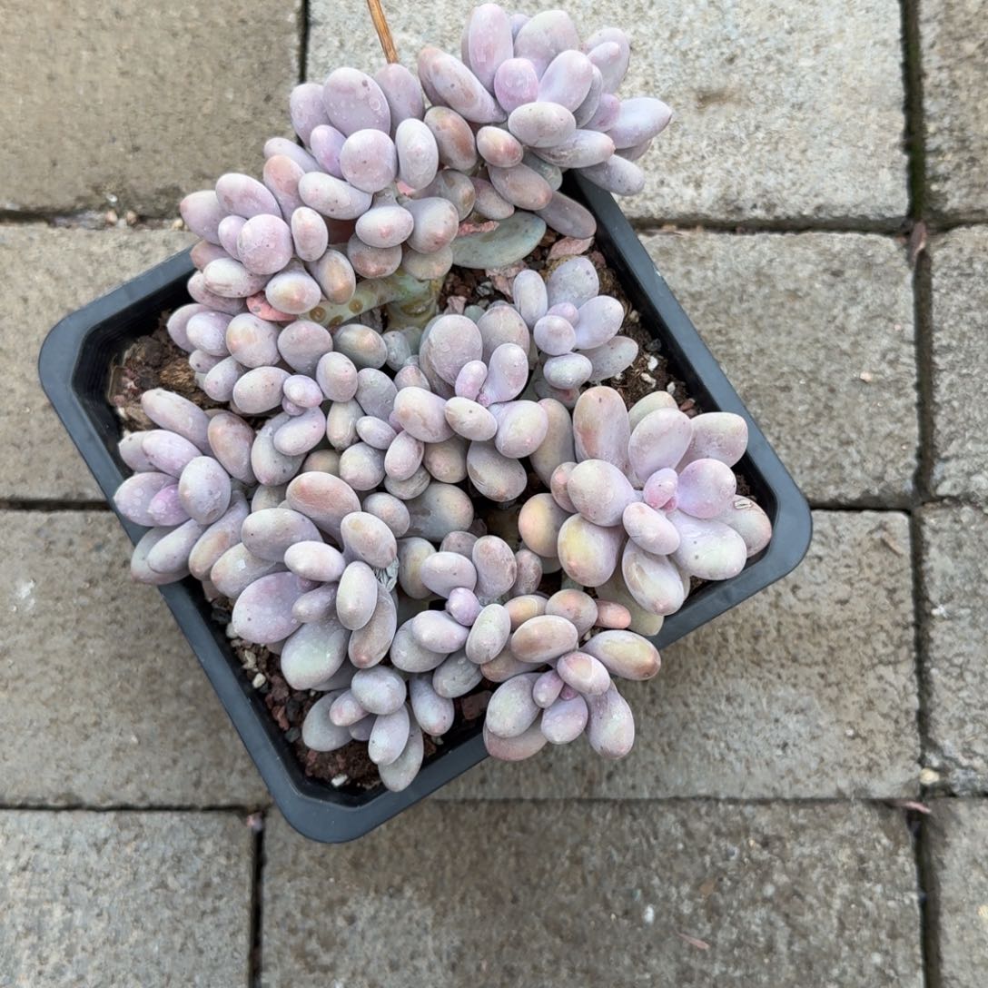 蛋黄奶酪大群111111111111111111