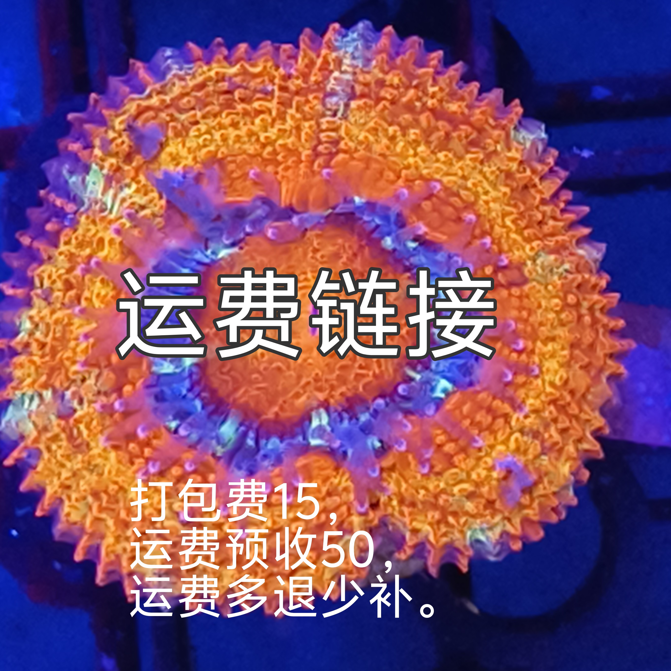 直播珊瑚一图一物