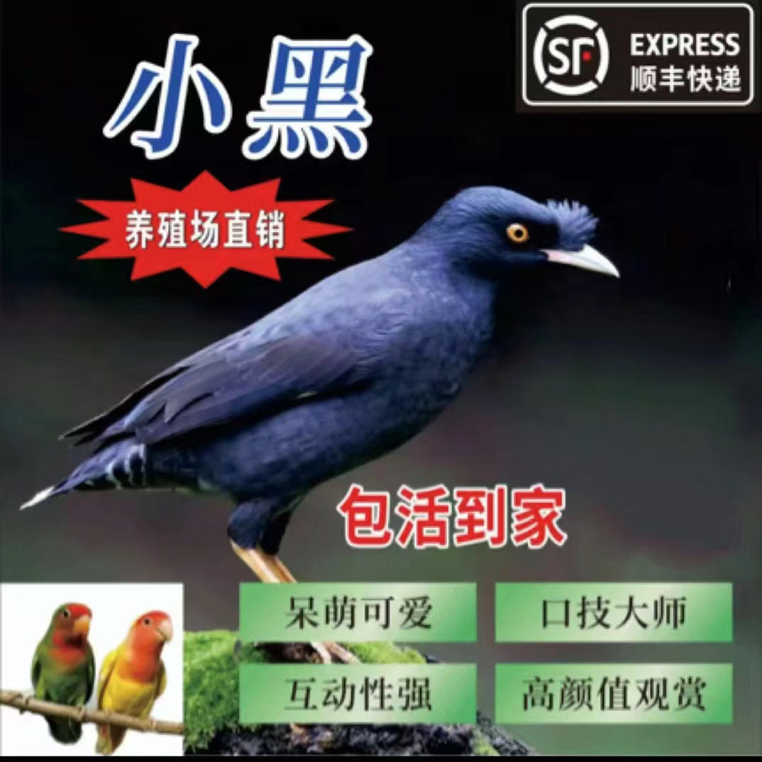 活体黑八鹦鹉幼鸟宠物，回家可教说话，广东发货介意勿拍，