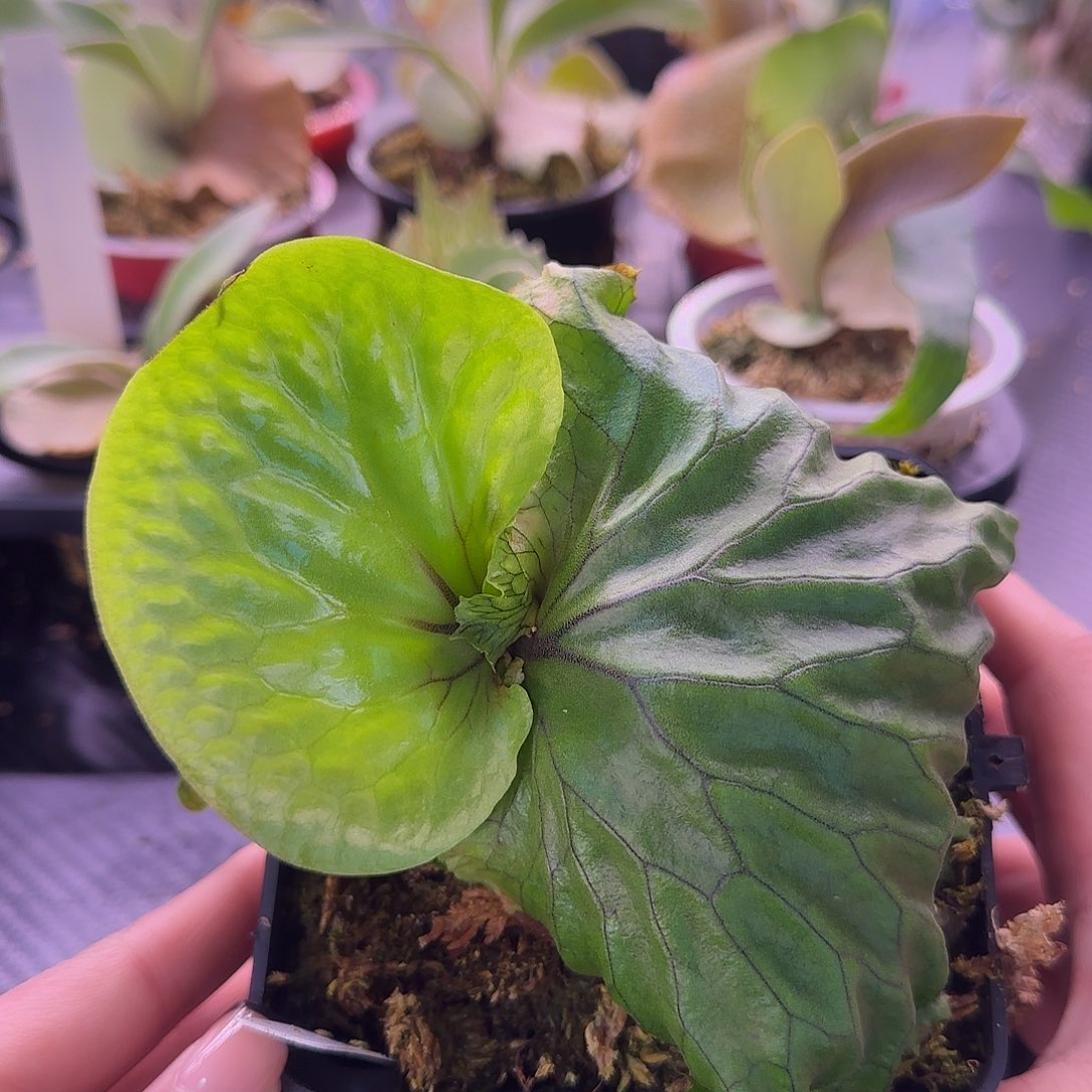 非洲猴脑鹿角蕨孢子苗