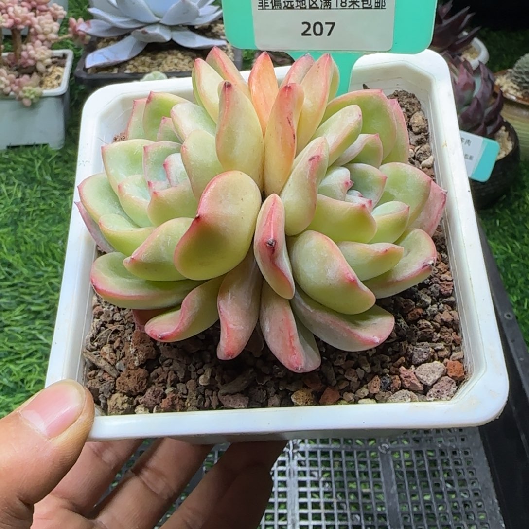 唐二姐多肉编号207