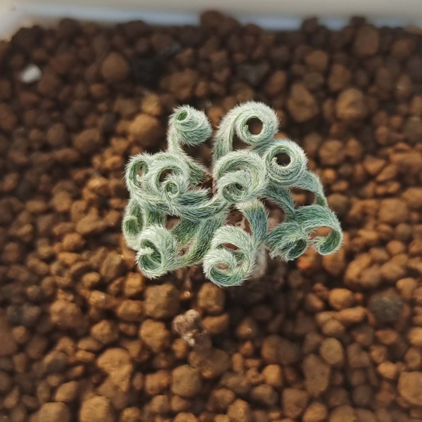 GL毛叶蚊香弹簧草 Gethyllis linearis 南非球根多肉植物1.5以上