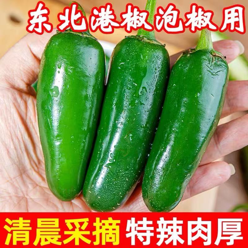 【厂家直播专属】东北黑龙江农家自种港椒皮薄肉厚香辣爽口清脆