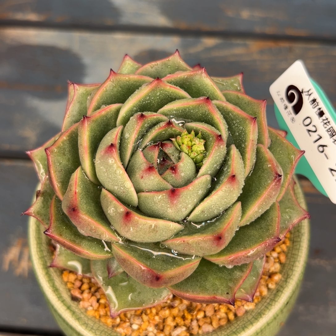 多肉一物一拍0216-271