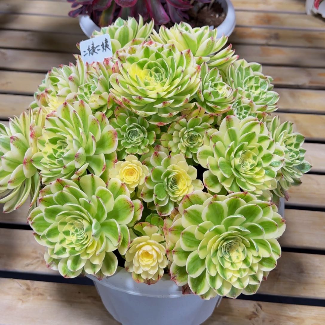 二**姨伊丽莎白精品法师