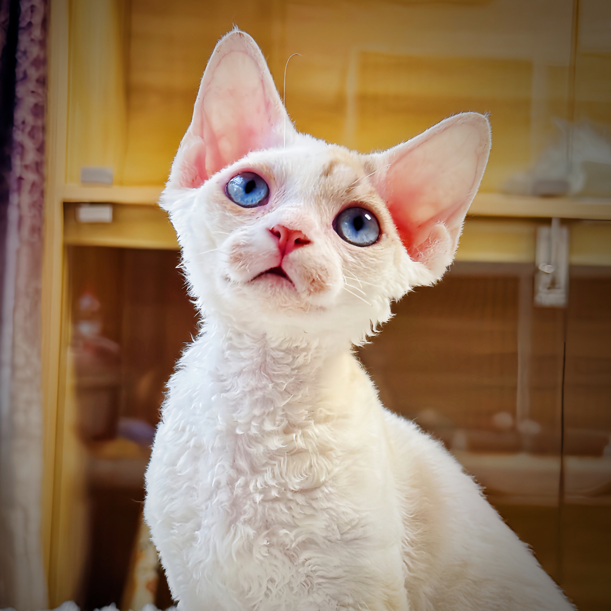 小美家高品质德文卷毛猫咪待售