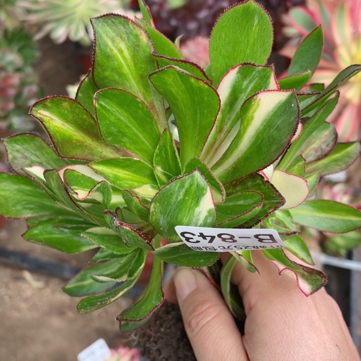 843魅影七彩不包掉头12345678多肉