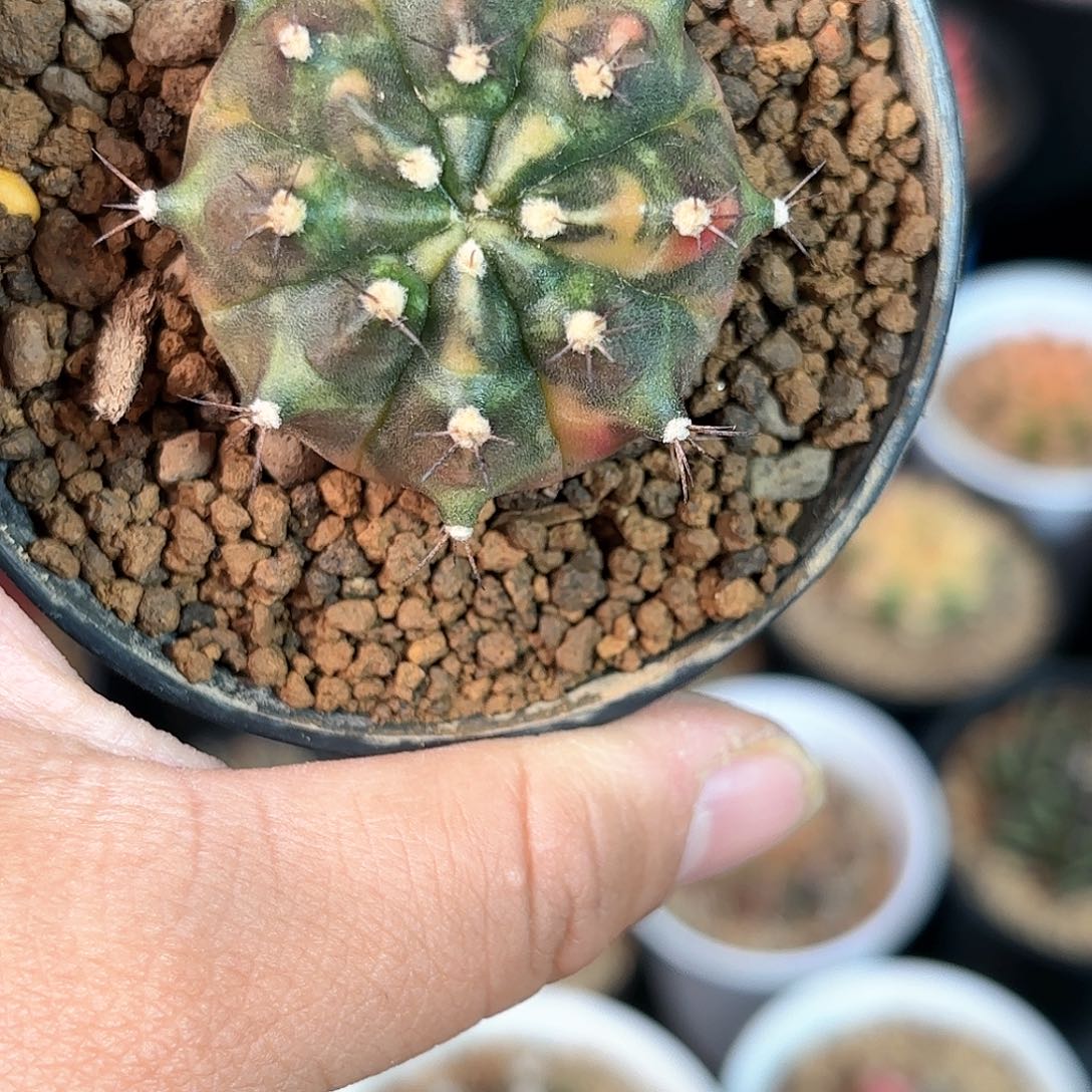 泰系乌贼仙人球109号