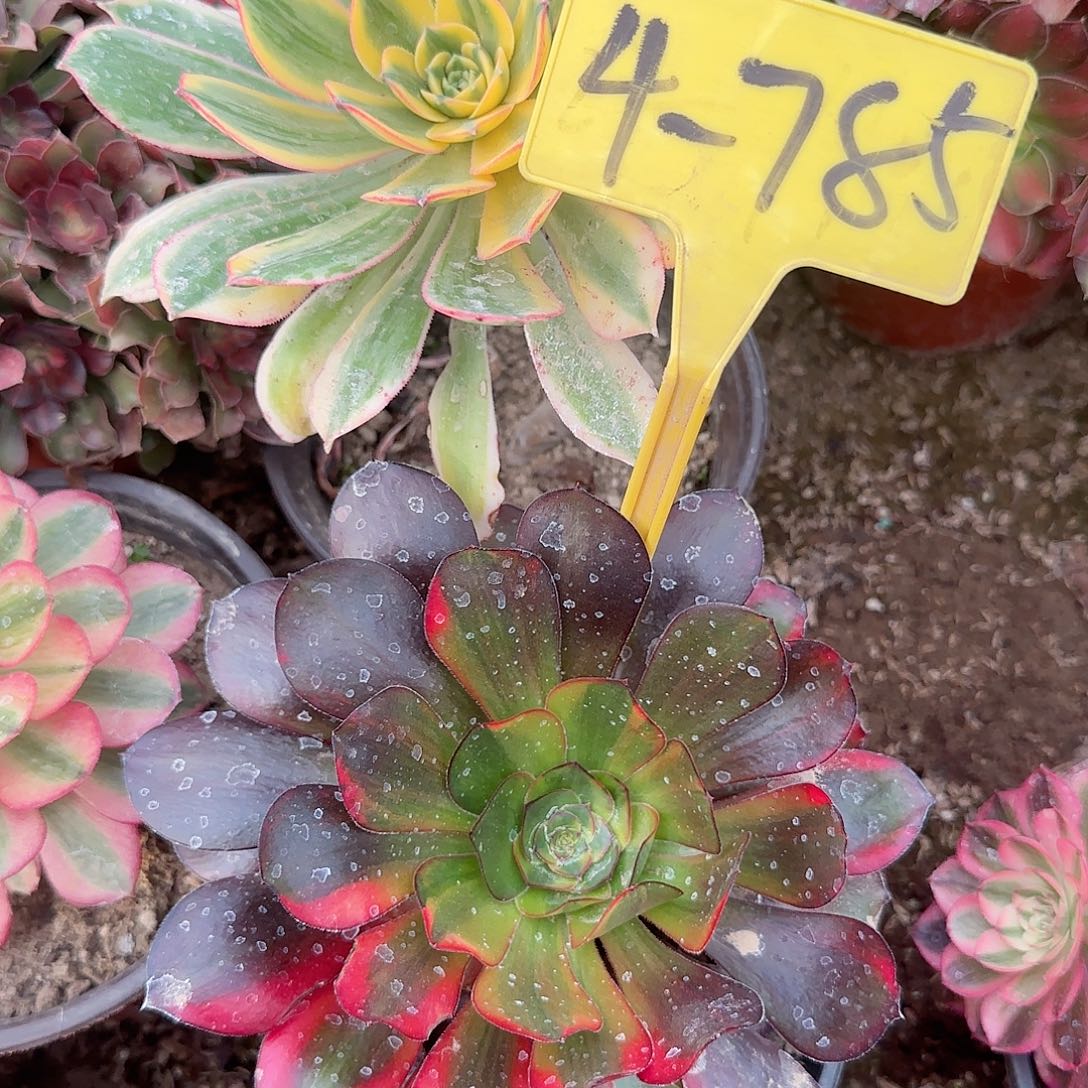 4-785---多头多肉植物无毒七彩