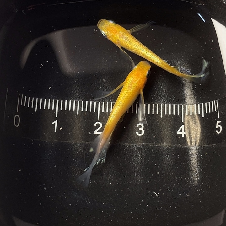 青鳉鱼真长林血赤壁一对，020号，满15包邮，可叠单