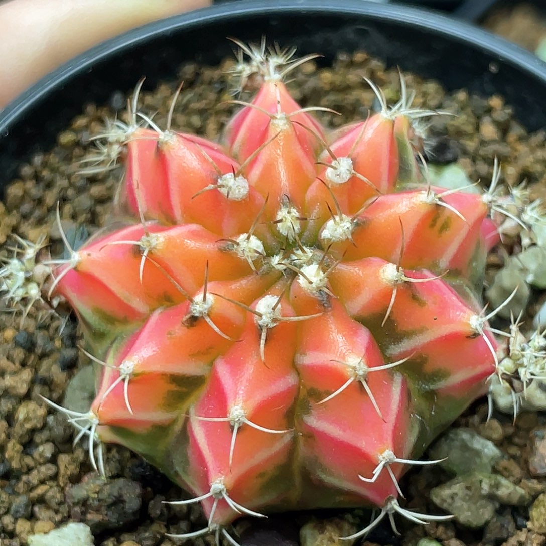 泰系名品侧，水蜜桃