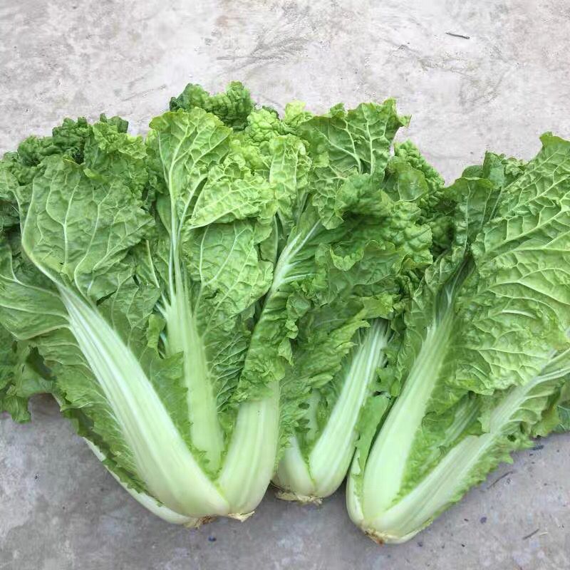 趴地白贵州本地农家露天种植