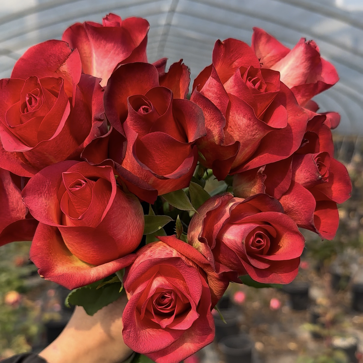 童话进行曲 根接苗匠人月季玫瑰花四季开花阳台盆栽植物
