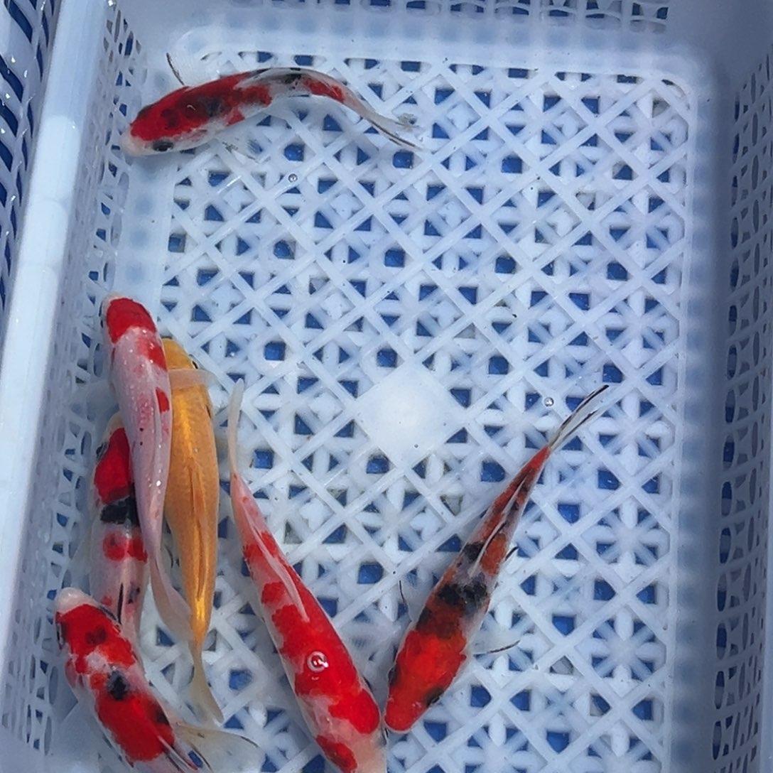 锦鲤锦鲤观赏鱼1111