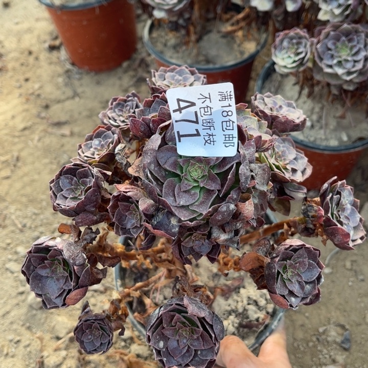 471黑魔小手捧1北法师