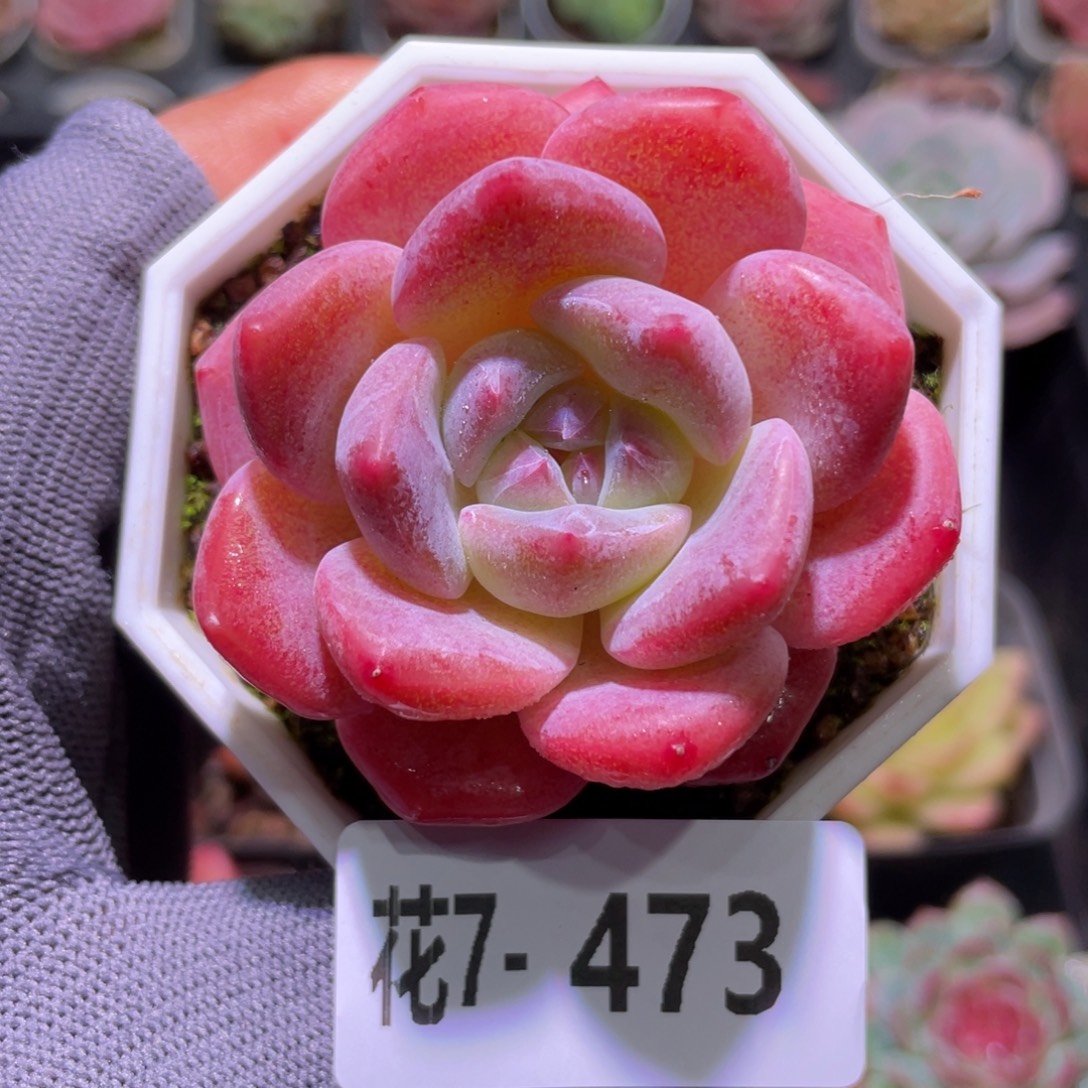 花利美7-473冰糖  