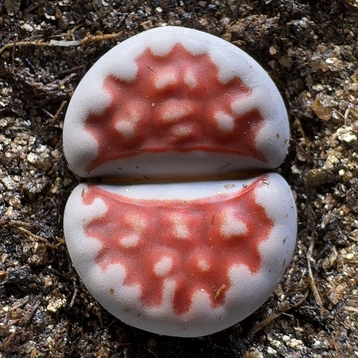 生石花112212。   300