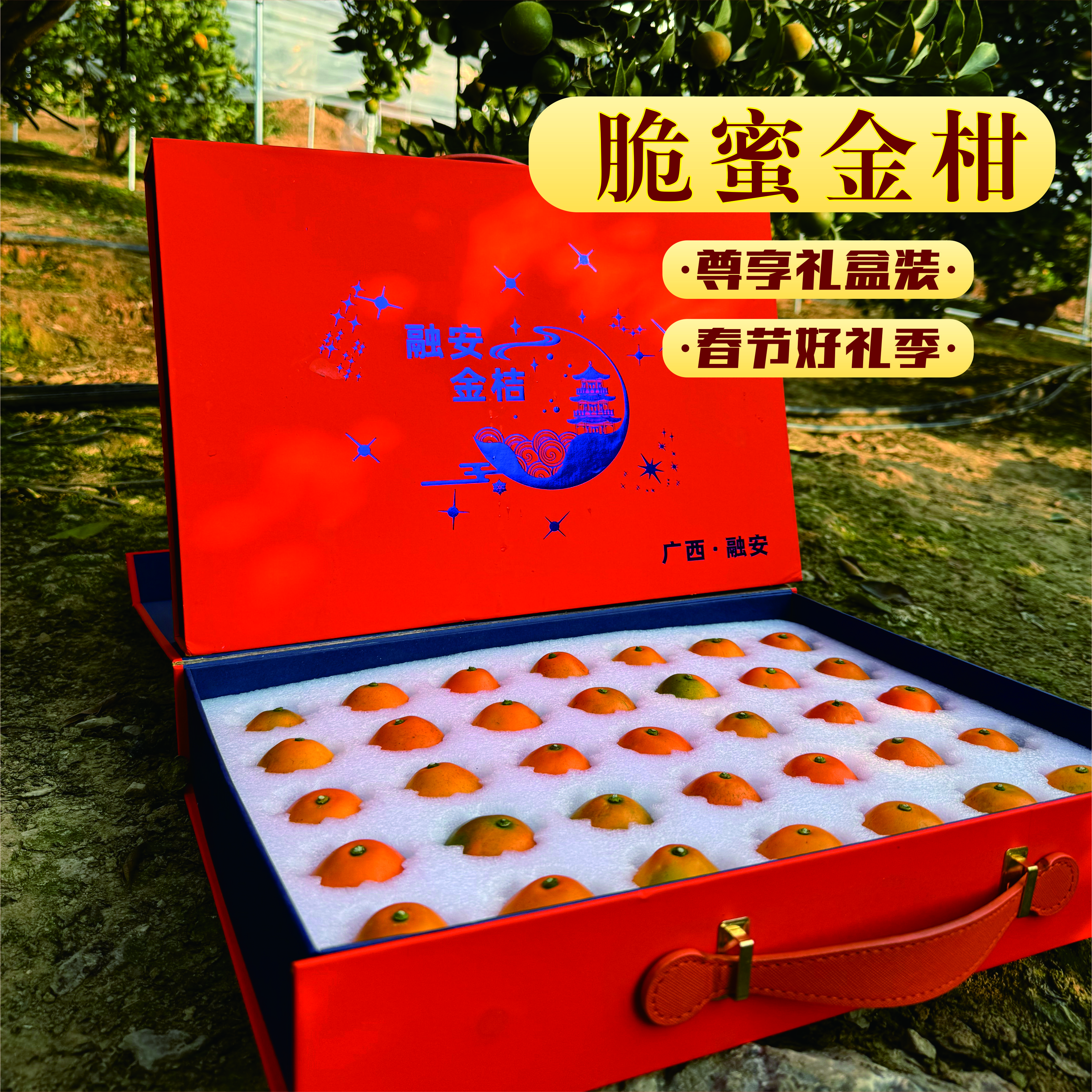 [礼盒装]正宗广西柳州融安第三代脆蜜金桔无籽水果纯甜无酸送礼