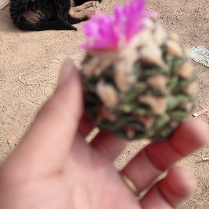 辛顿螺旋落地无根仙人球