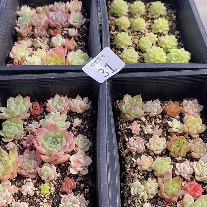 31 多肉植物盆栽花卉