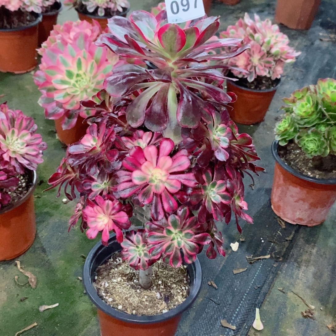 丽娜097炖肉11111