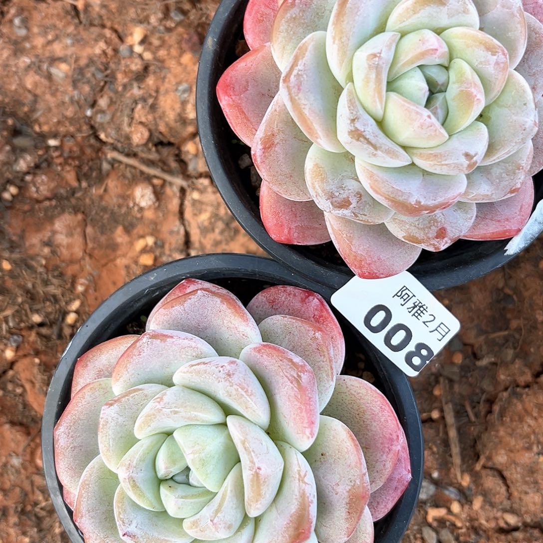 阿雅园艺。   008