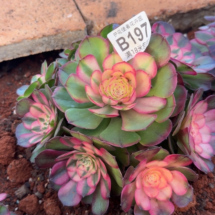 多肉 荔枝多肉法师植物