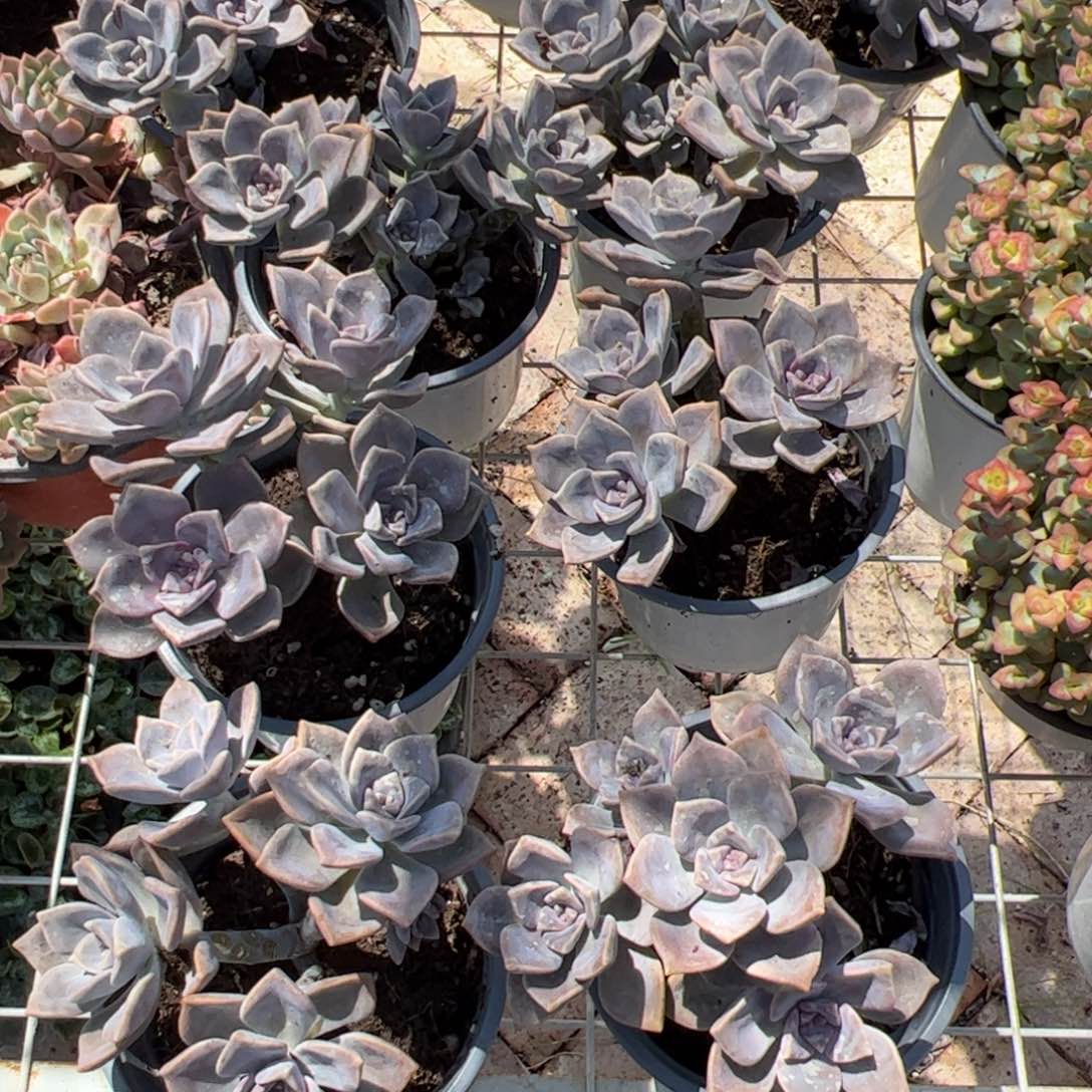 紫乐整群 满三单发货