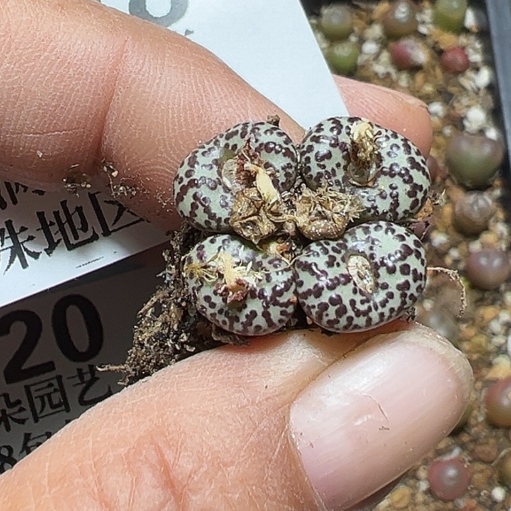 918号安贞多肉植物