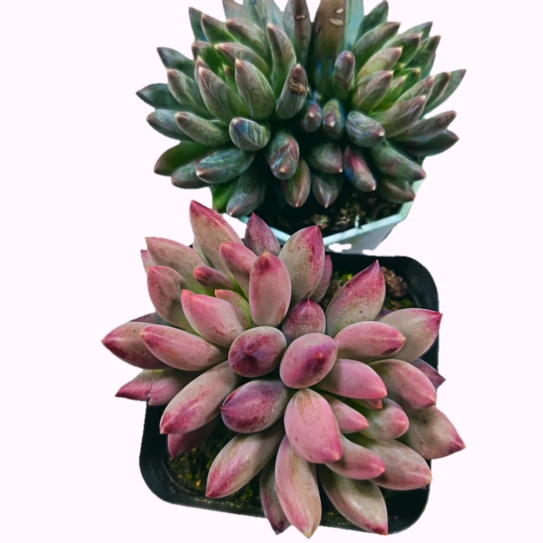 美人组合多肉 满15包邮 好养易活适合办公室阳台美观净化空气