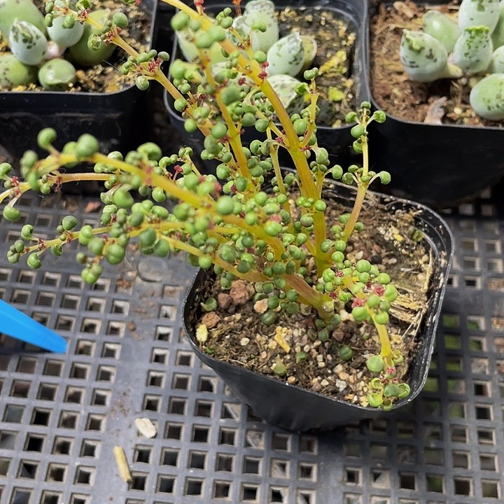 露镜3.8带哦土发