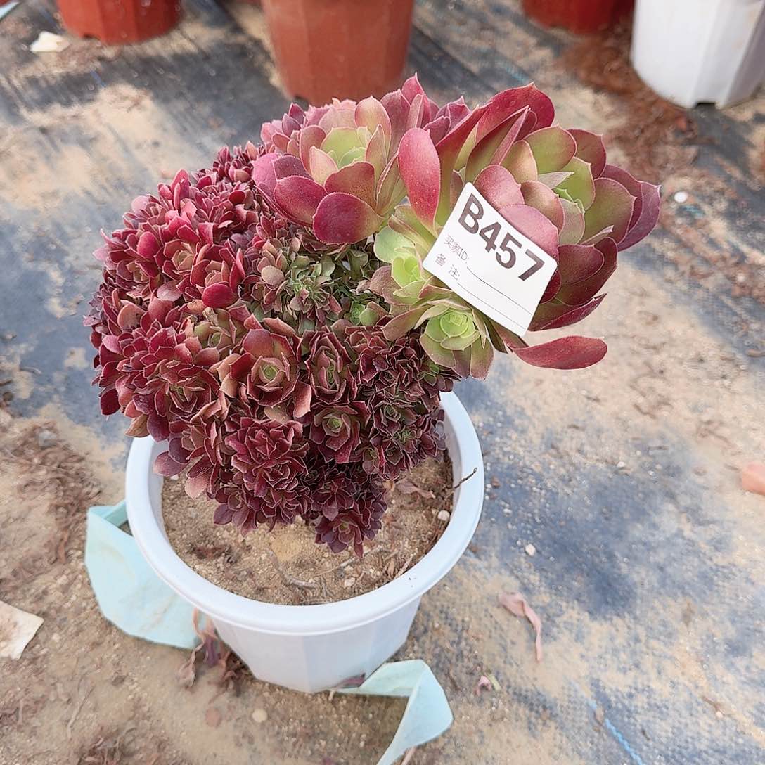 457玫瑰一颗满28包邮