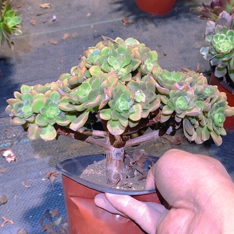 605百合丽丽多肉植物